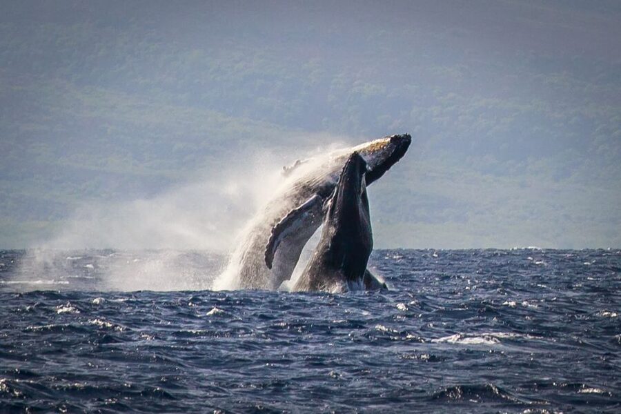 Kaanapali: Whale Watching Cruise with Open Bar - Out on the water for roughly two hours