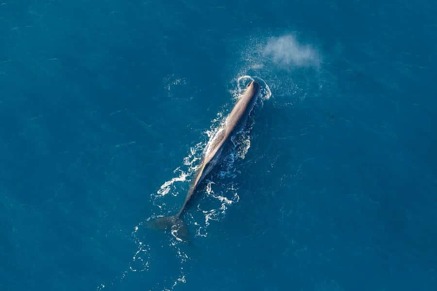 Kaikoura: 1-Hour Whale Watching Helicopter Tour - Key points at a glance