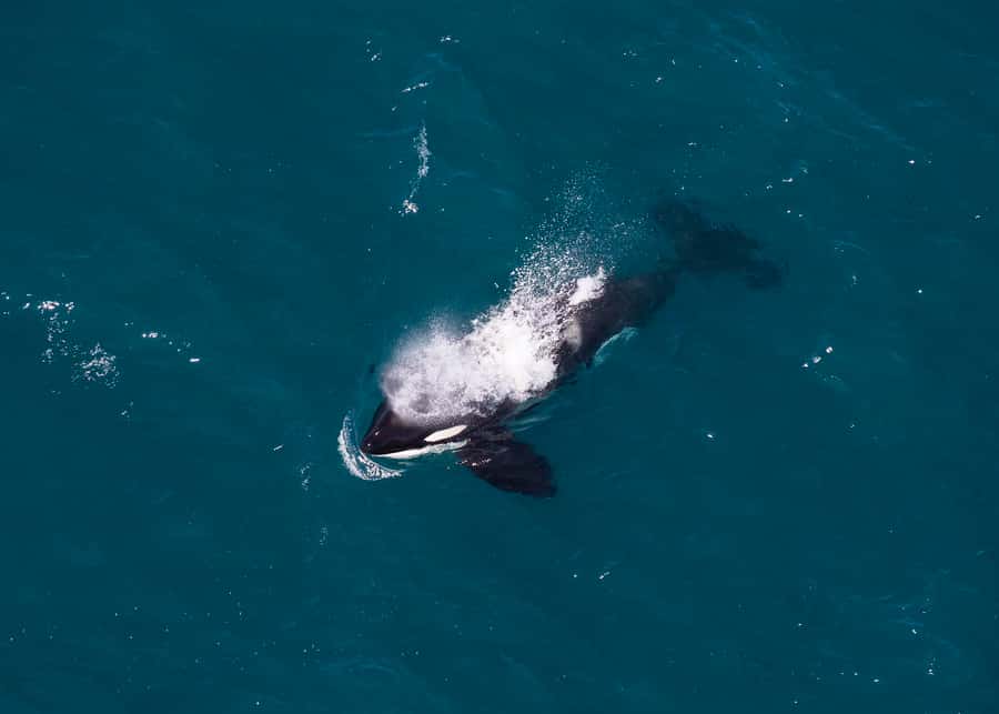 Kaikoura: 1-Hour Whale Watching Helicopter Tour - Taking photographs from a moving helicopter