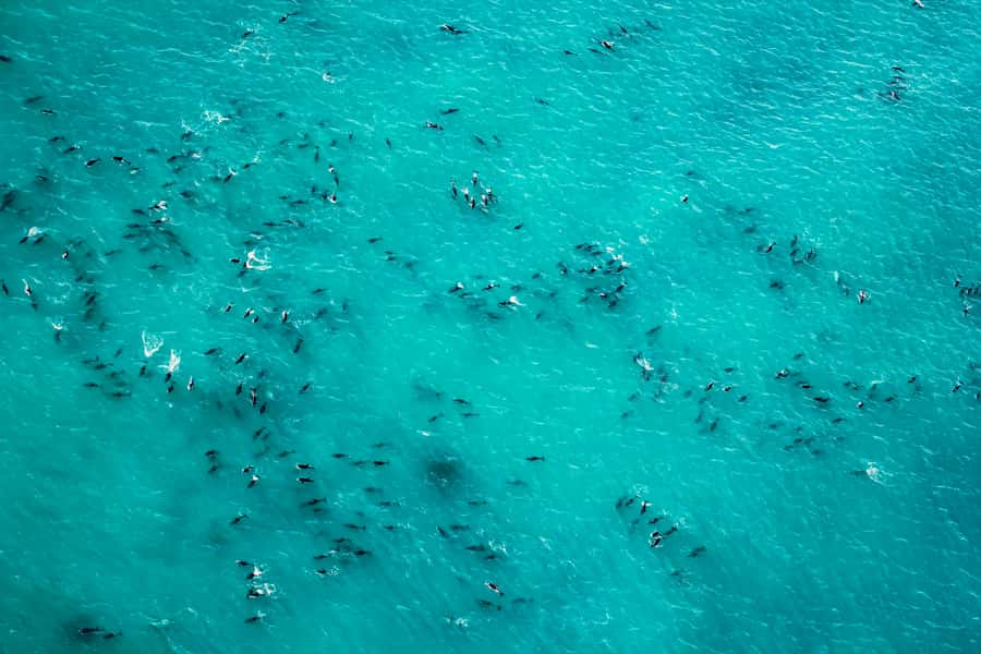Kaikoura: 1-Hour Whale Watching Helicopter Tour - Price, timing, and practical value