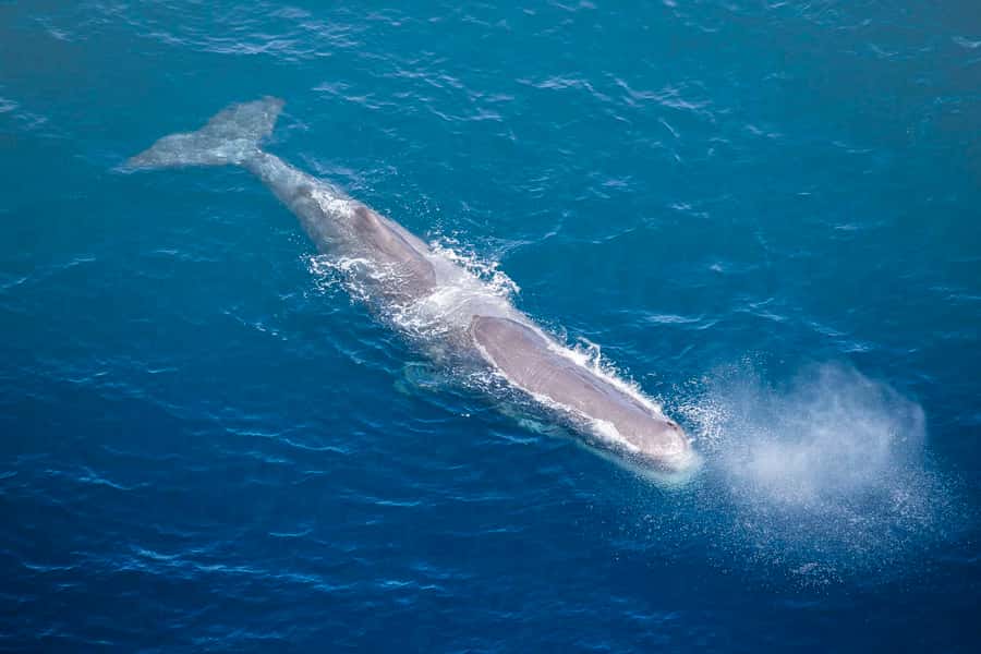 Kaikōura: 45-Minute Whale Watching Helicopter Tour - Comfort, clothing, and practical preparation