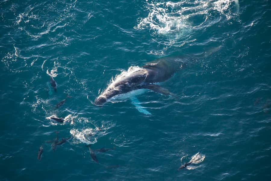 Kaikōura: 45-Minute Whale Watching Helicopter Tour - Taking off over the Seaward Kaikōura ranges