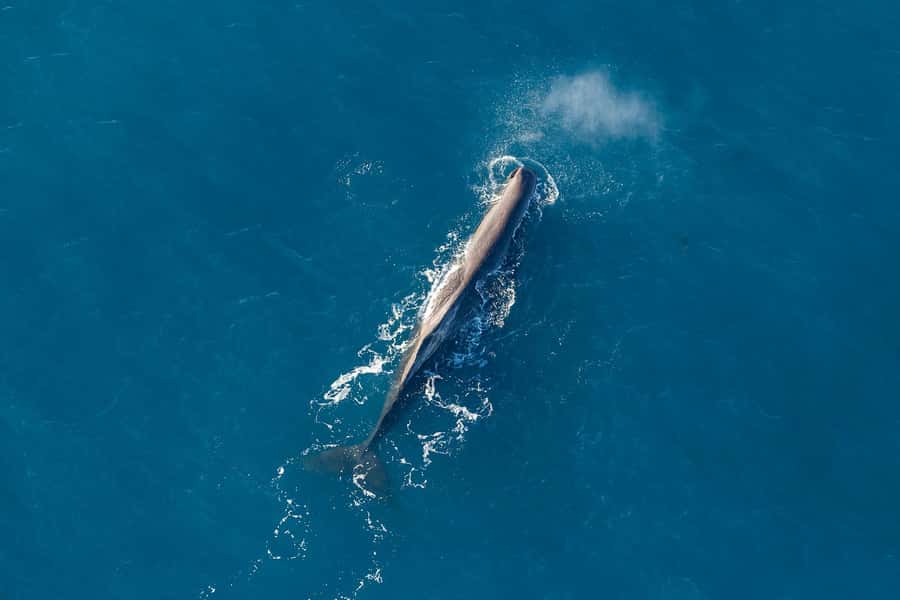 Kaikoura: Extended Flight Whale Watching & Mountain Tour - A six-person flight with a guaranteed window seat