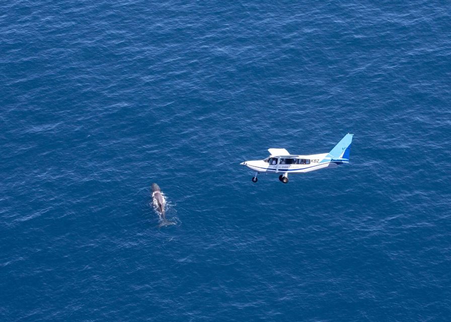 Kaikoura: Extended Flight Whale Watching & Mountain Tour - From the whale zone to the Kaikoura mountains