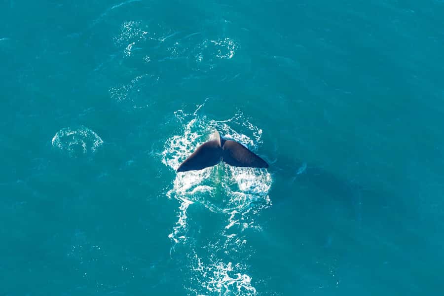 Kaikoura: Extended Flight Whale Watching & Mountain Tour - Photography from the air