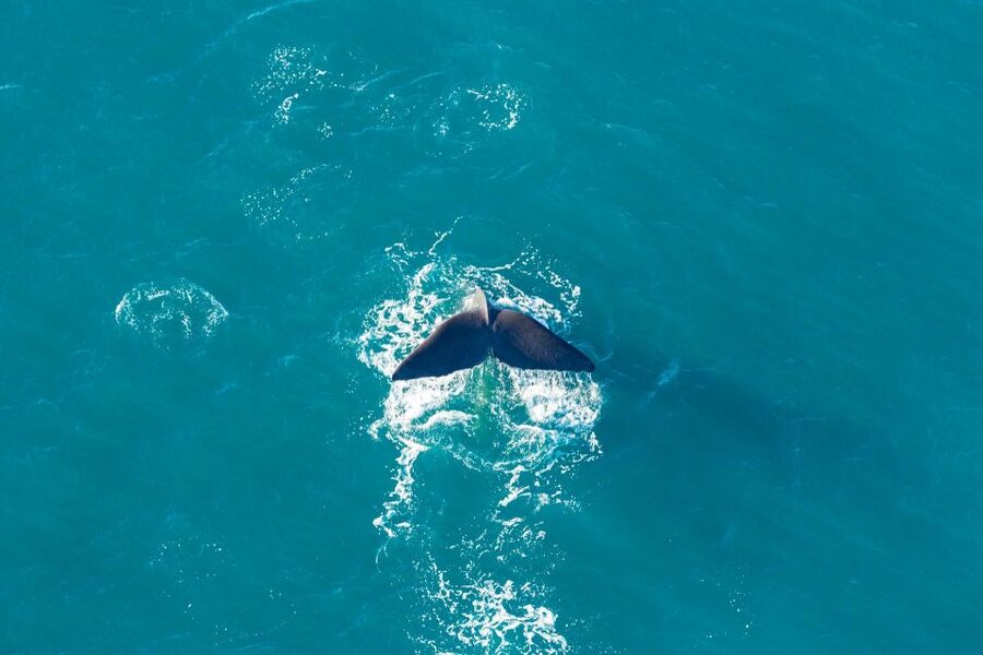 Kaikoura: Extended Flight Whale Watching & Mountain Tour - Who will get the most from this flight