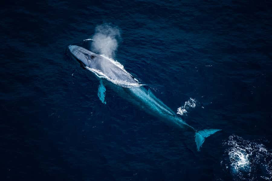 Kaikoura: Extended Flight Whale Watching & Mountain Tour - Starting at 617 State Highway 1