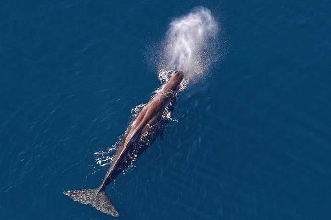 Kaikoura Helicopters Classic Whale Watch - Key things to know before you fly