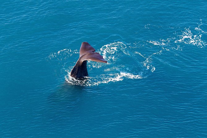 Kaikoura Helicopters Classic Whale Watch - Crossing Kaikoura’s deep-sea canyon