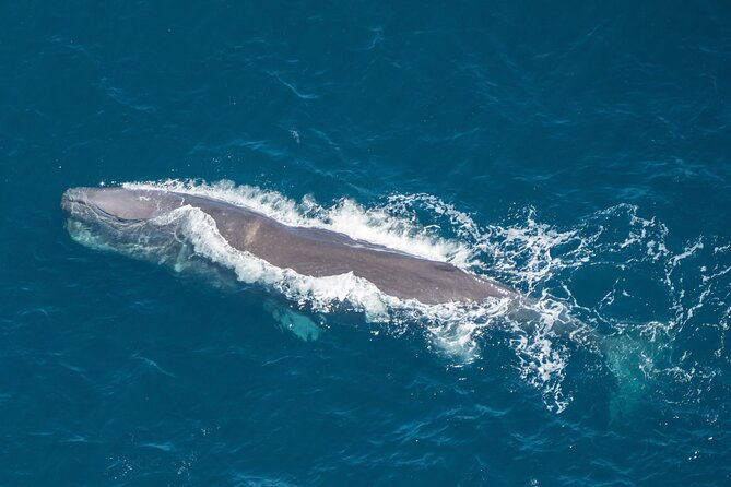 Kaikoura Helicopters Extended Whale Watch - The flight over Kaikōura’s rugged coast