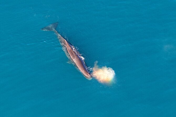 Kaikoura Helicopters Top n Tail Whale Watch flight - From the beachfront helipad to the marine reserve