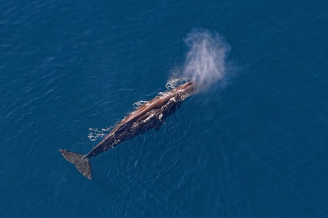 Kaikoura Helicopters Top n Tail Whale Watch flight - The Hapuku River route back