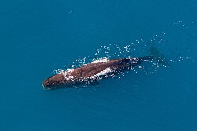 Kaikoura Helicopters Top n Tail Whale Watch flight - How the whale search works for you