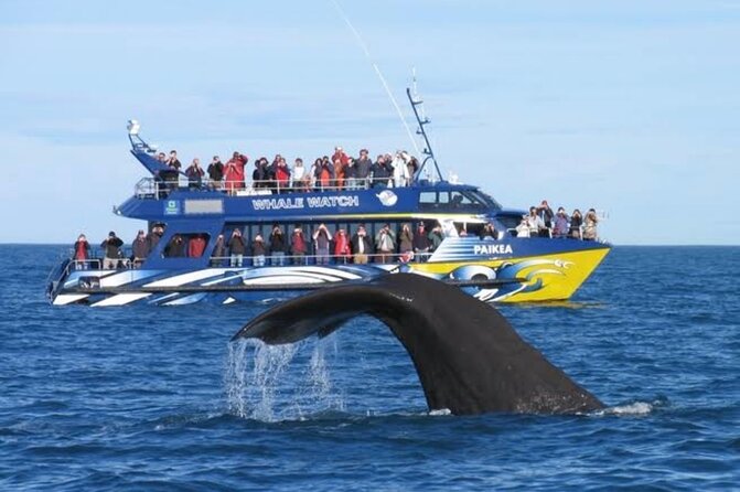 Kaikoura Private Whale Watching Day Trip from Christchurch - Why Kaikōura makes this a special day trip