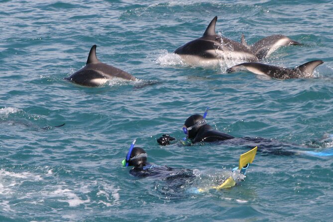 Kaikoura Whale and Dolphin Overnight Tour from Christchurch - Key points at a glance