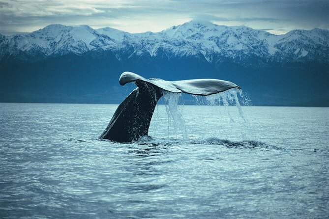 Kaikoura Whale and Dolphin Overnight Tour from Christchurch - Overnight in Kaikoura