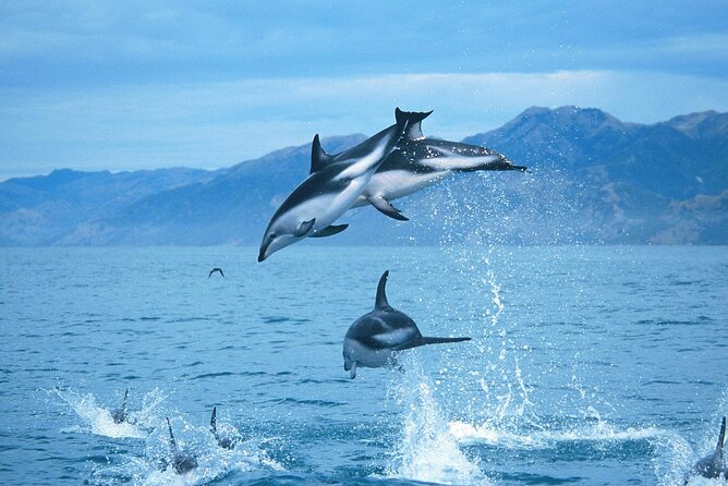 Kaikoura Whale and Dolphin Overnight Tour from Christchurch - Whale watching off the Kaikoura coast