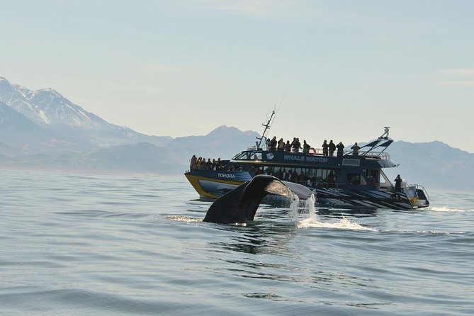 Kaikoura Whale Watch Day Tour from Christchurch - Why Kaikoura makes a strong day trip from Christchurch