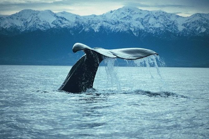 Kaikoura Whale Watch Day Tour from Christchurch - Arriving in Kaikoura and preparing for the boat
