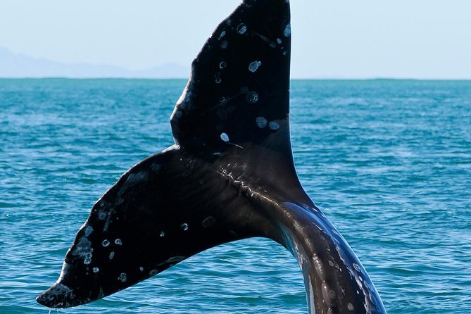 Kaikoura Whale Watch Day Tour from Christchurch - What you may see on the Kaikoura whale cruise