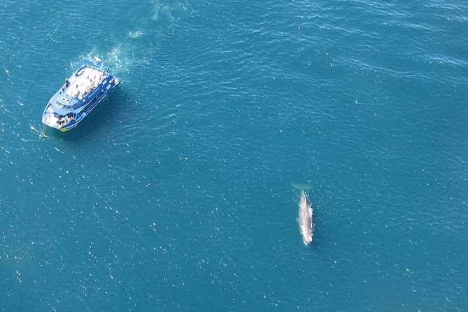 Kaikoura Whale Watch Day Tour from Christchurch - Free time, lunch, and the Kaikoura mountain views
