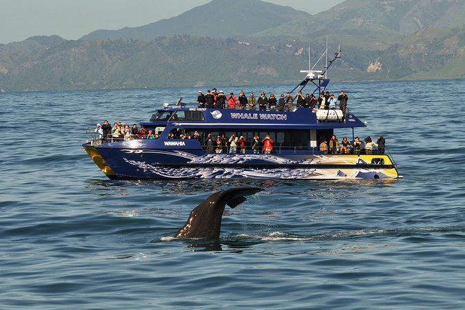 Kaikoura Whale Watch Day Tour from Christchurch - The possible North Canterbury wine stop