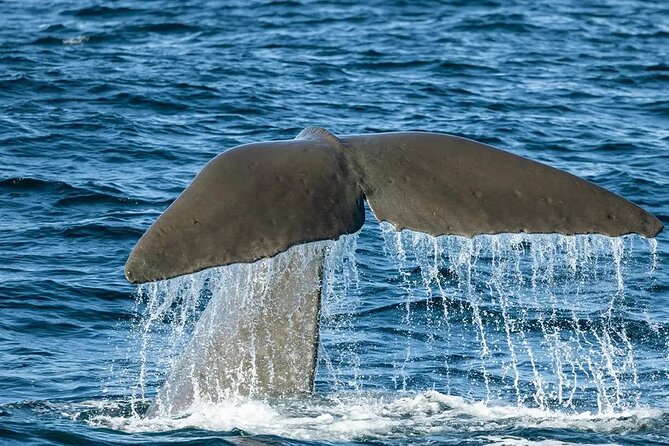 Kaikoura Whale Watch Day Tour from Christchurch including Coastal Pacific Train - Riding the Coastal Pacific north