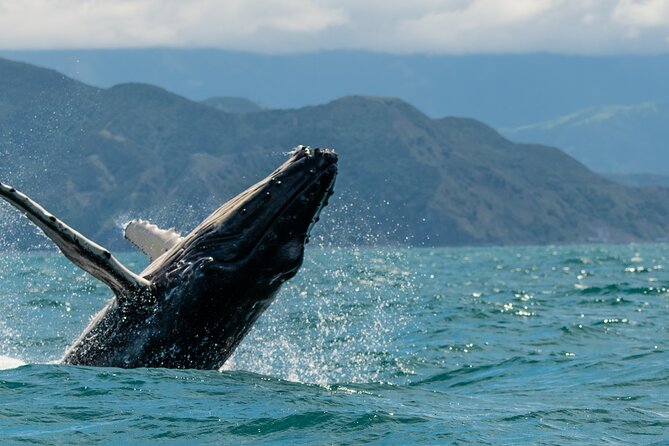 Kaikoura Whale Watch Tour from Christchurch - Small Group - Cheviot gives you a useful 15-minute break