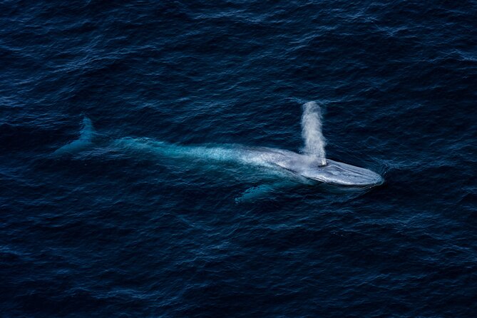 Kaikōura Whale Watching - 1hr 20min Ultimate Adventure - The 80-minute flight over the marine reserves