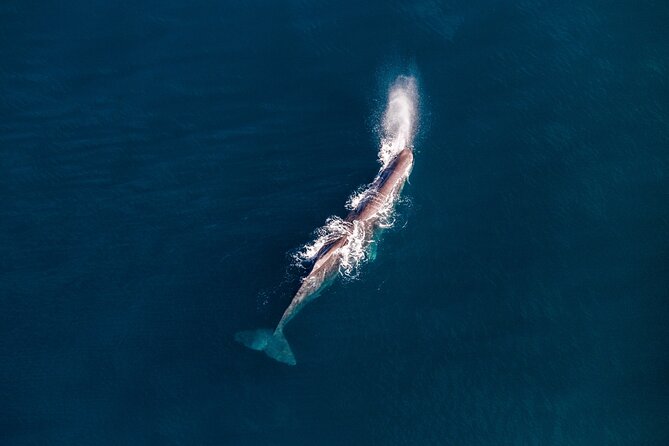 Kaikōura Whale Watching - 1hr 20min Ultimate Adventure - Weather, timing, and cancellation rules