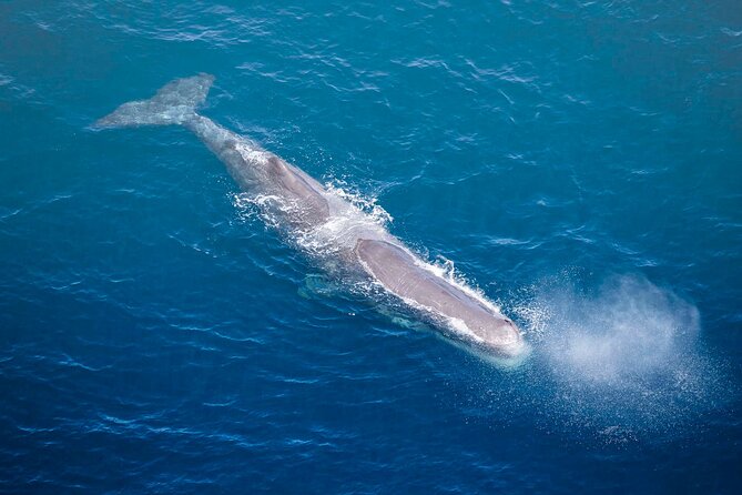 Kaikoura Whale Watching - 45 Minute Ocean Safari - Why Kaikōura is such a good place for a helicopter safari