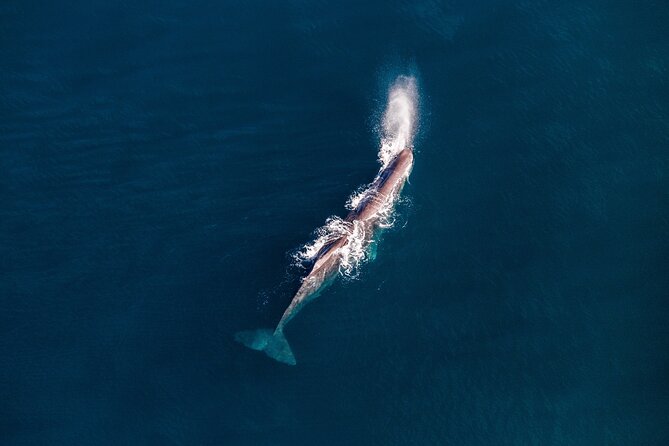 Kaikoura Whale Watching - 45 Minute Ocean Safari - Dolphins, seals, and the broader marine show