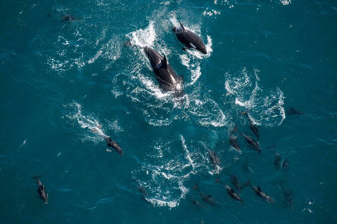 Kaikoura Whale Watching - 45 Minute Ocean Safari - Safety, comfort, and practical limits