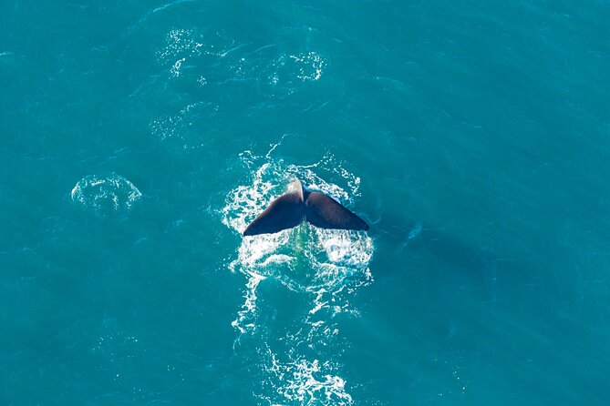 Kaikōura Whale Watching and Scenic Landing - 1hr Premier Tour - Weather, cancellations, and practical limits