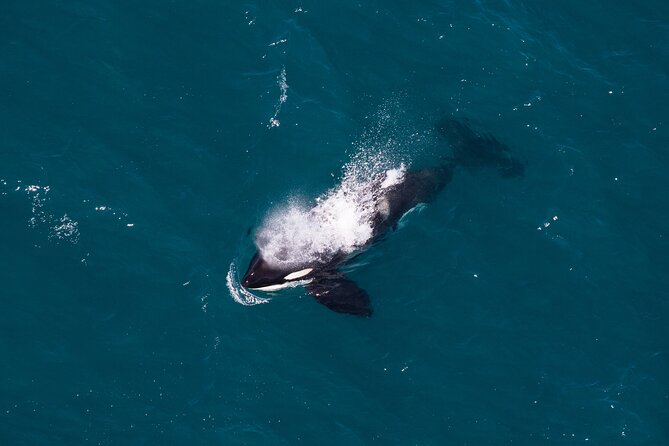 Kaikōura Whale Watching and Scenic Landing - 1hr Premier Tour - Starting at 617 State Highway 1