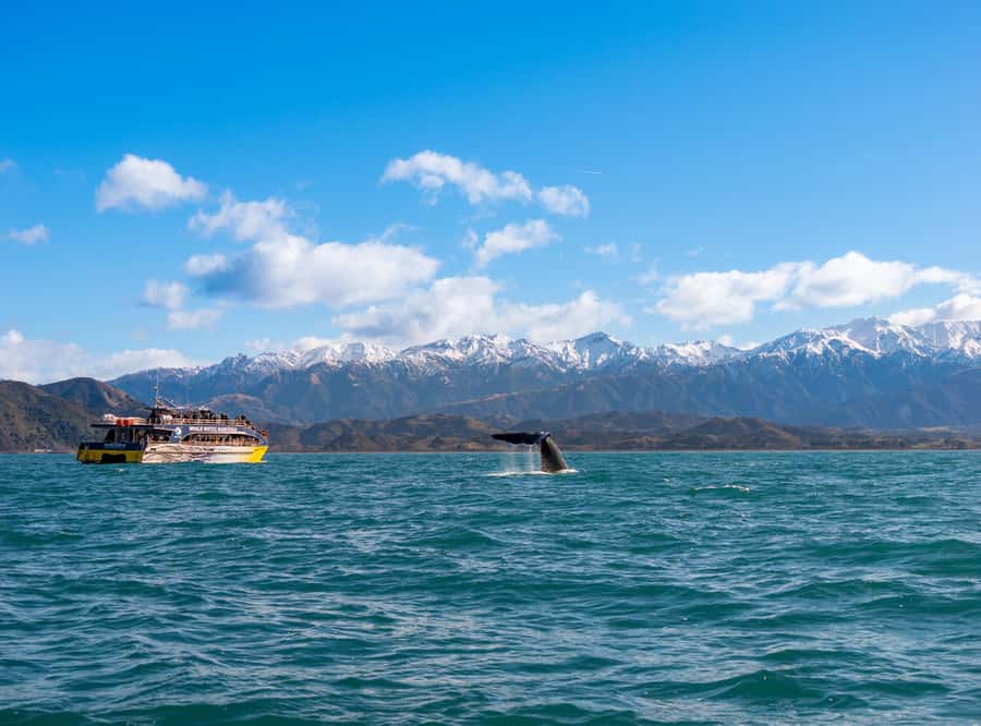 Kaikoura: Whale Watching Cruise - Key points before you book