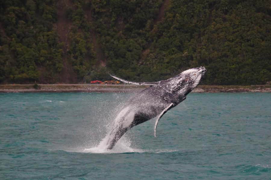 Kaikoura: Whale Watching Cruise - Why Kaikoura is such a good whale watching base