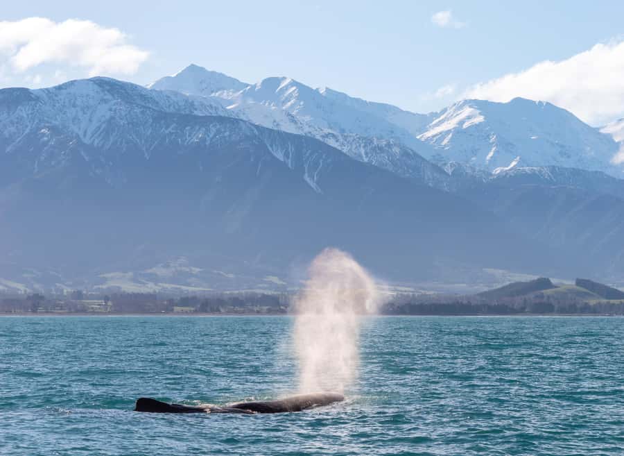 Kaikoura: Whale Watching Cruise - Seasickness is the real practical concern
