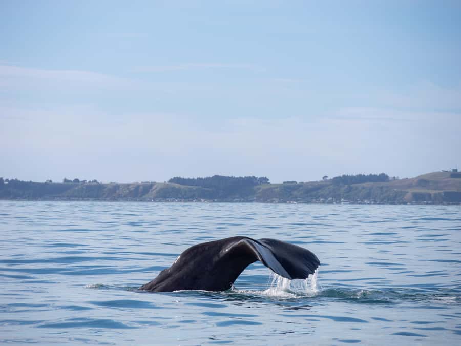 Kaikoura: Whale Watching Cruise - Is $104 good value?