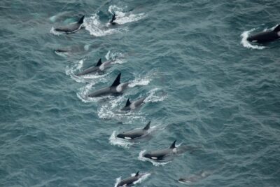 Kaikoura: Whale Watching Flight