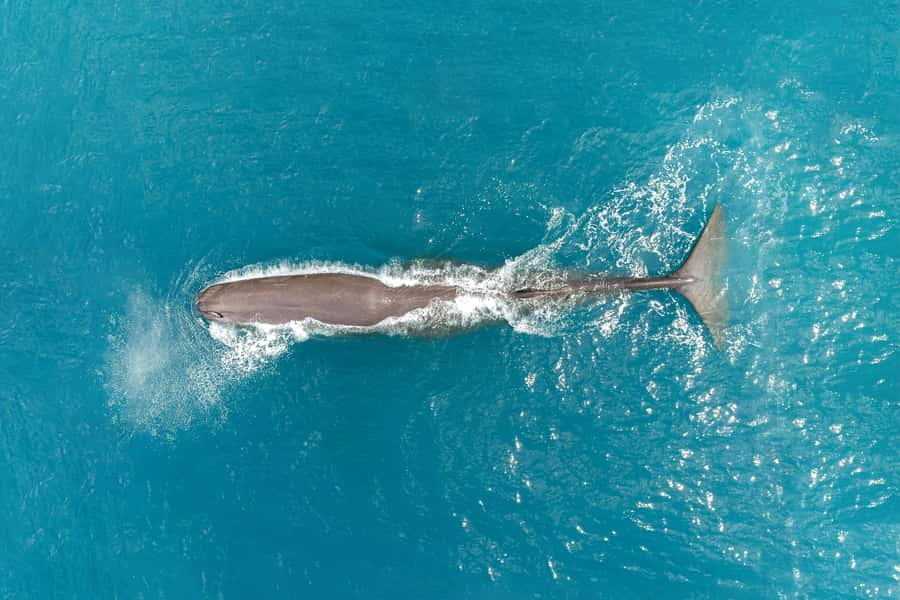 Kaikoura: Whale Watching Flight with Commentary - Key points at a glance