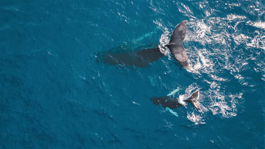 Kaikoura: Whale Watching Flight with Commentary - The safety briefing and small-group setup