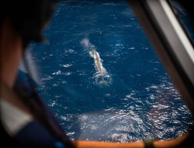 Kaikoura: Whale Watching Flight with Commentary