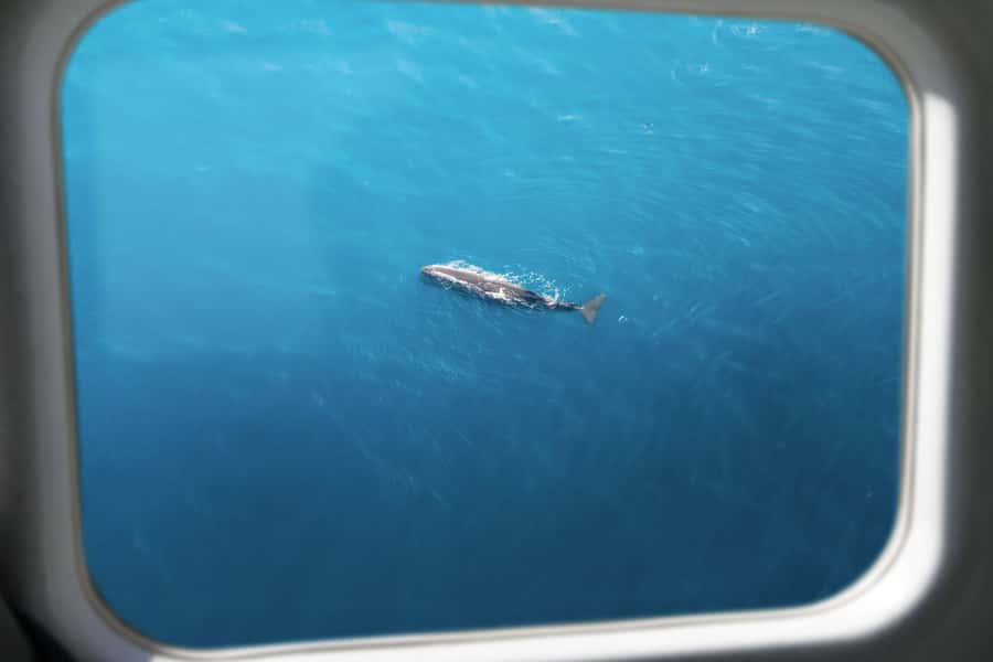 Kaikoura: Whale Watching Flight with Commentary - Thirty minutes over the Kaikoura coast