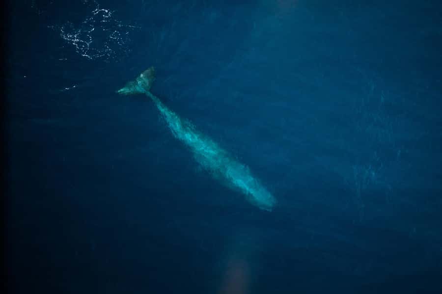 Kaikoura: Whale Watching Flight with Commentary - How the $131 price holds up