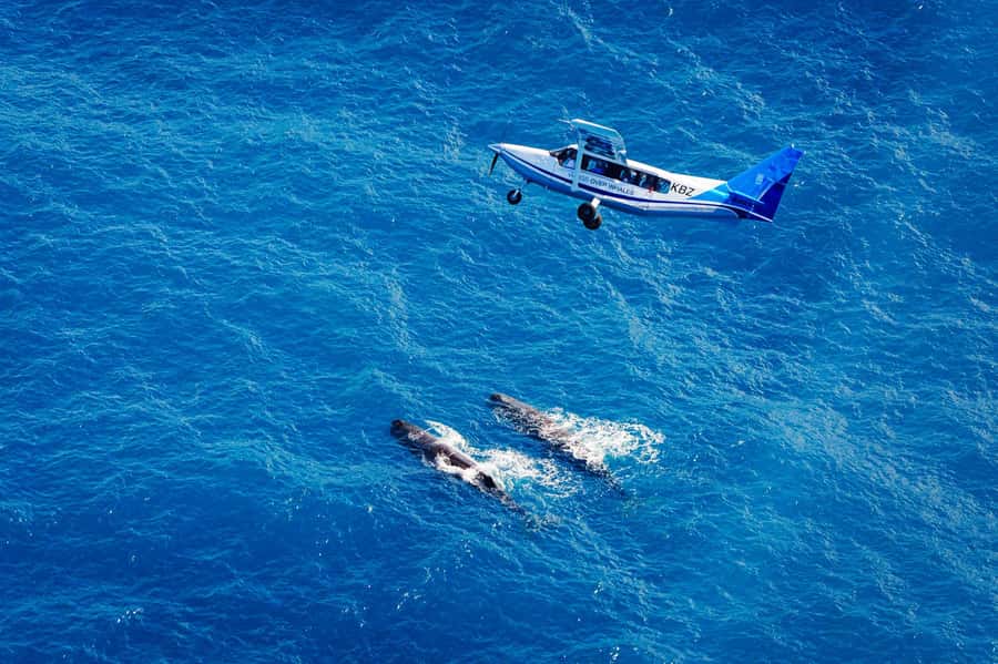 Kaikoura: Whale Watching Flight with Guided Commentary - Key points before you book