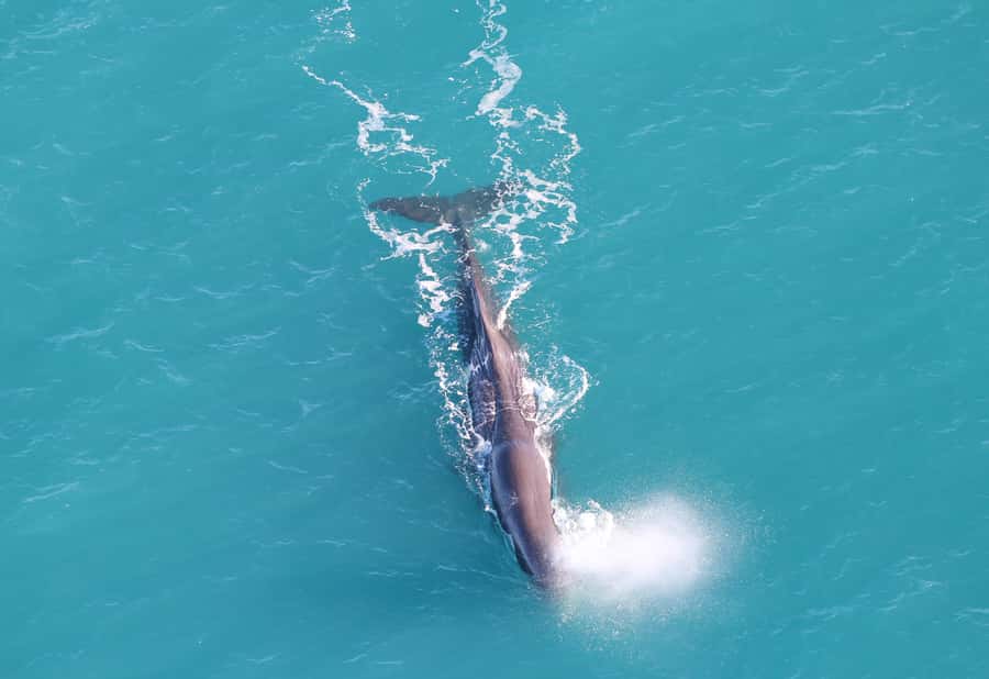Kaikoura: Whale Watching Flight with Guided Commentary - Why seeing Kaikōura whales from the air feels different