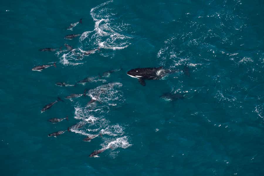 Kaikoura: Whale Watching Flight with Guided Commentary - What happens when whales do not appear