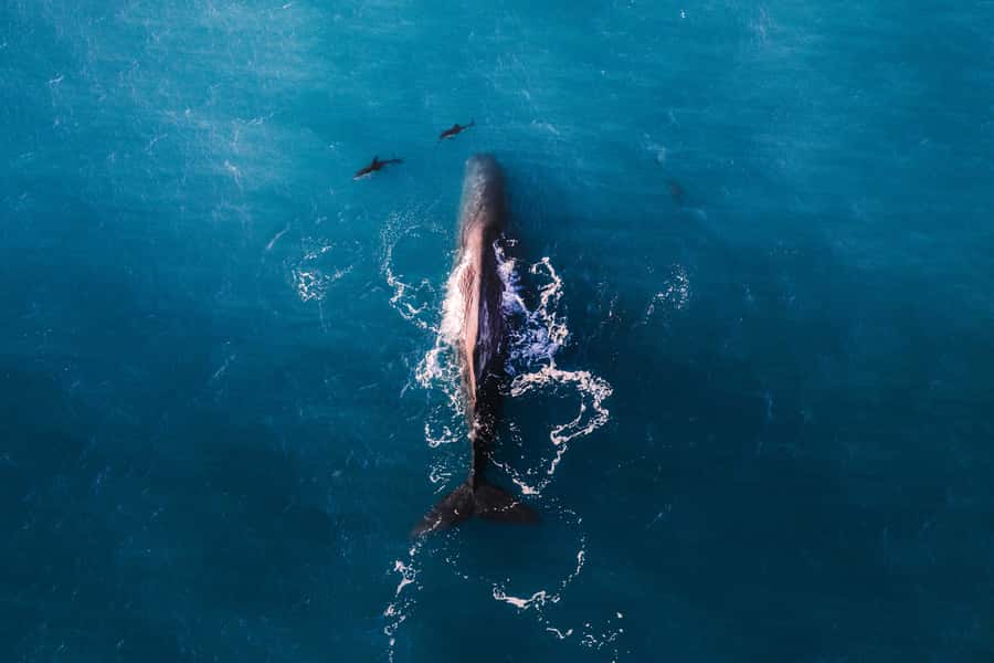 Kaikoura: Whale Watching Flight with Guided Commentary - Arriving at the log-cabin terminal