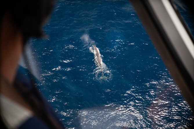 Kaikōura Whale Watching Scenic Flight (40 Minutes) - Key points to know before you book